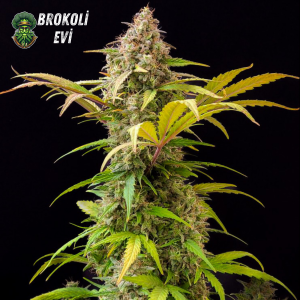 Auto Lowryder Feminised