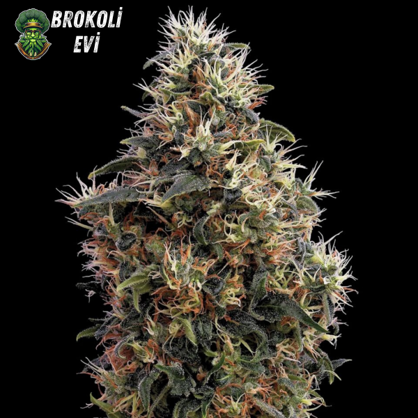 Auto Mango Feminised