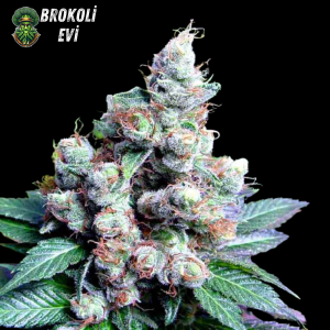 Auto Mazar Feminised