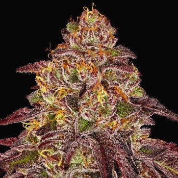 Auto Mimosa Orange Punch Feminised