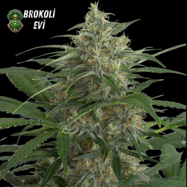 Auto Moby Dick XXL Feminised