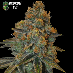 Auto New York Diesel Feminised