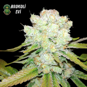 Auto Northern Lights Feminised