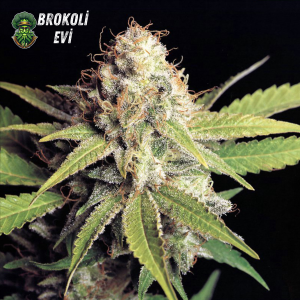 Auto OG Kush Feminised