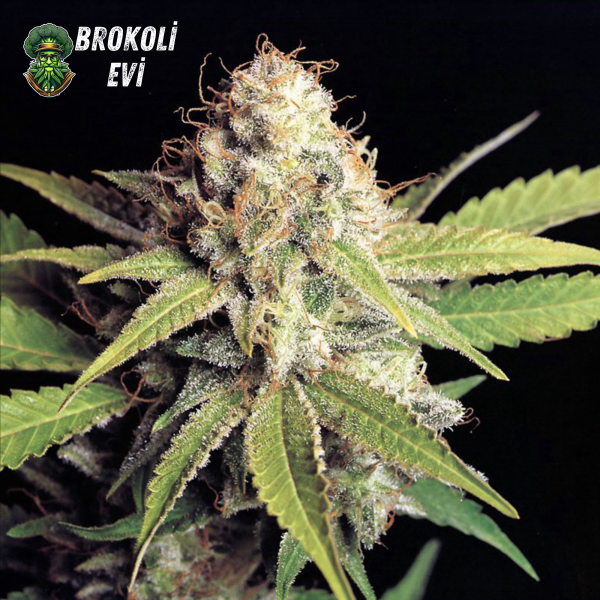 Auto OG Kush Feminised