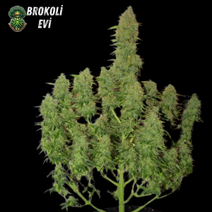 Auto Orange Critical Feminised