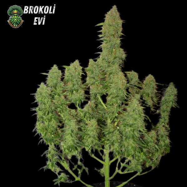 Auto Orange Critical Feminised