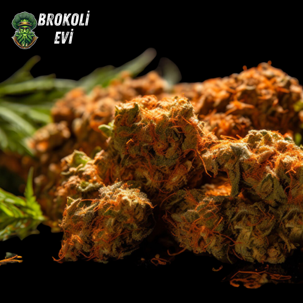 Auto Orange Feminised