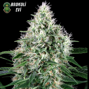 Auto Power Plant Feminised