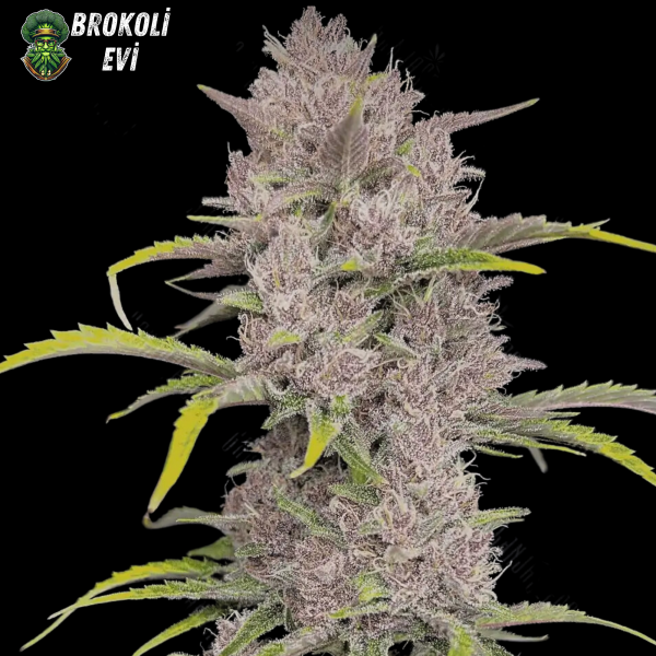 Auto Purple Feminised