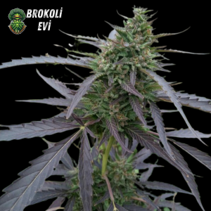 Auto Skunk Haze Feminised