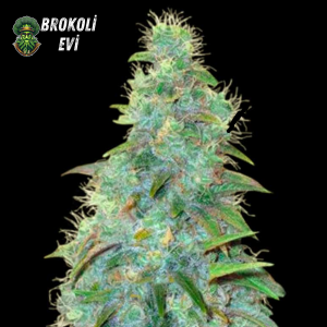 Auto Sweet Tooth Feminised