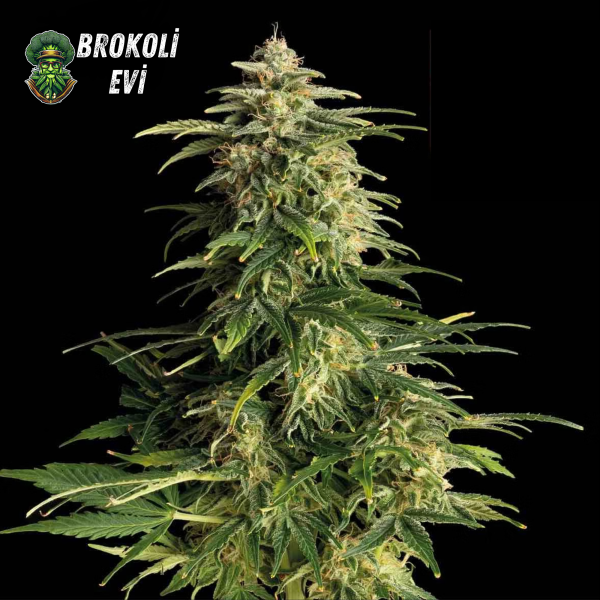 Auto Tutankhamon Feminised