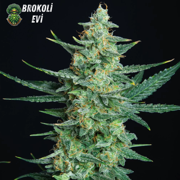 Auto Vesta Feminised