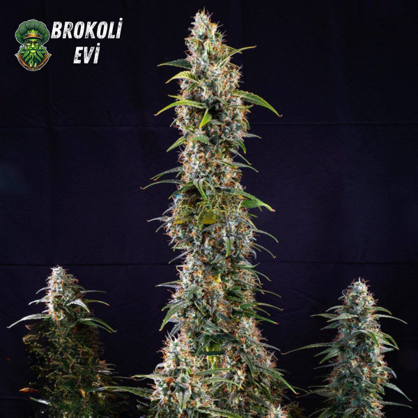 Auto Watermelon Feminised