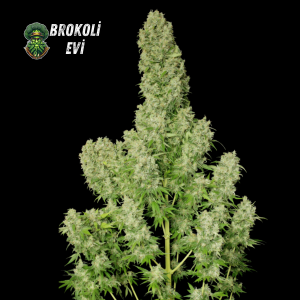 Auto White Russian Feminised