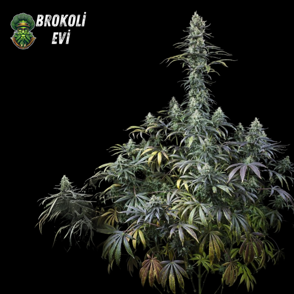 CBD Amnesia Feminised