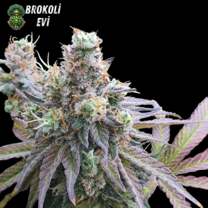 CBD Charlotes Angel Feminised