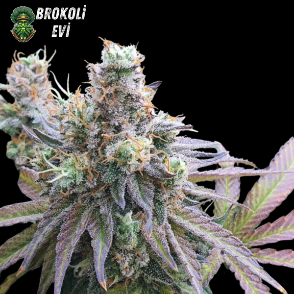 CBD Charlotes Angel Feminised