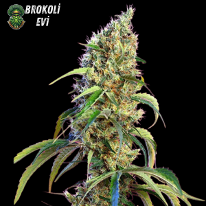 CBD Compassion Feminised