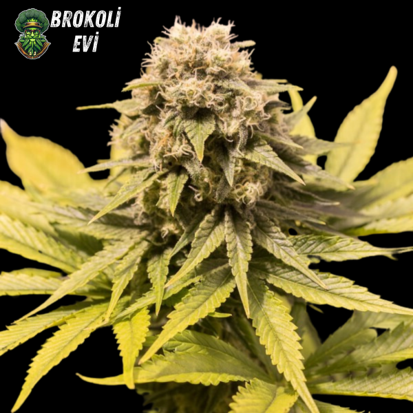 CBD Critical Mass Feminised