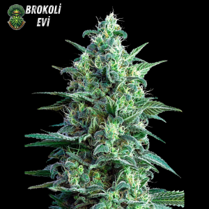 CBD White Widow Feminised