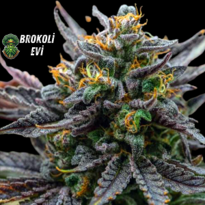 Grape Marmalade Feminised