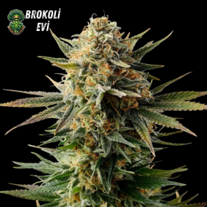 Gypsy Kush Feminised