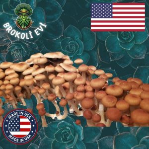 Jedi Mind Fuck (JMF) Sihirli Mantar Sporları