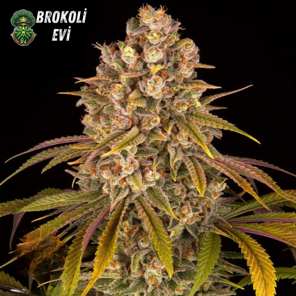 Lemon Tree Feminised