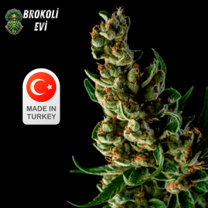 Ottoman Gold Autoflowering