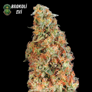 Power Plant Feminised