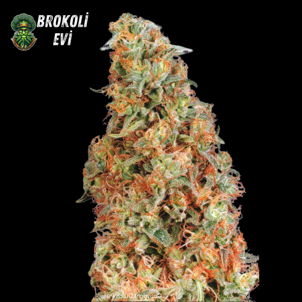 Power Plant Feminised