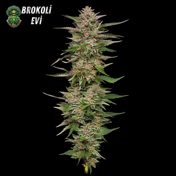 Royal Highness Feminised