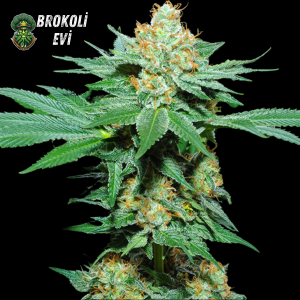 Super Skunk Feminised