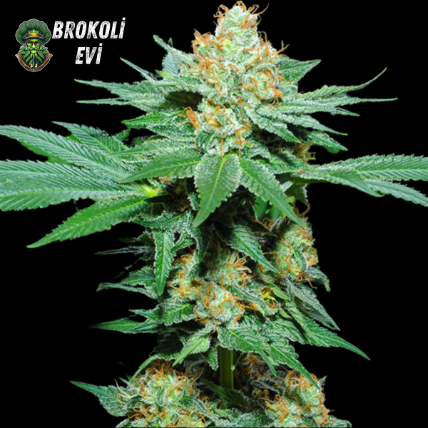 Super Skunk Feminised