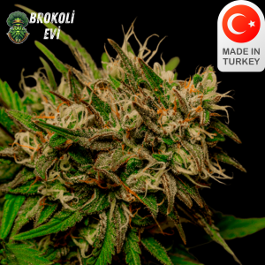 Taurus Blaze Autoflowering