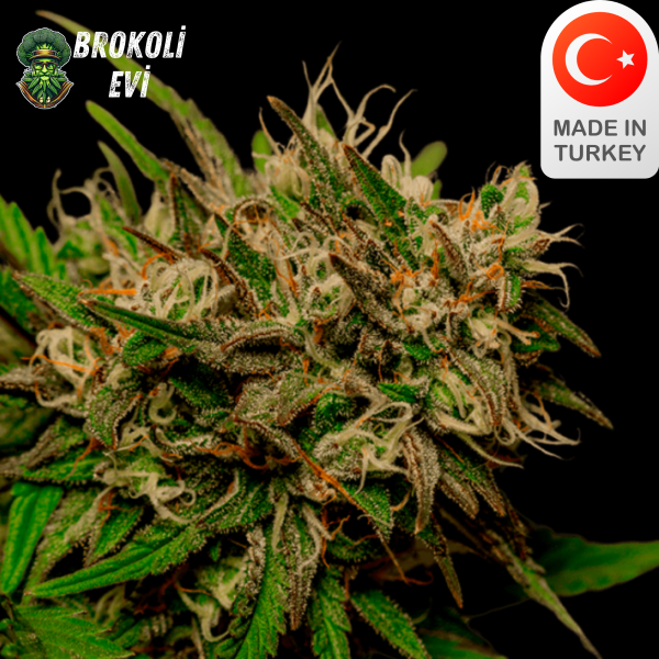 Taurus Blaze Autoflowering