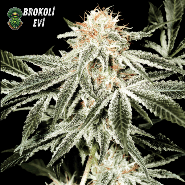 White Widow Feminised