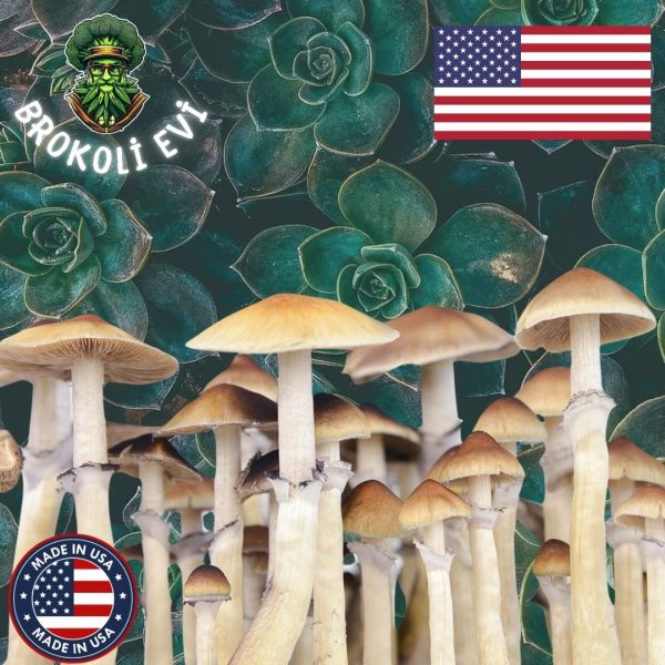 Lizard King Sihirli Mantar Sporları