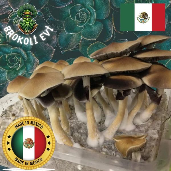 Tapalpa Sihirli Mantar Sporları