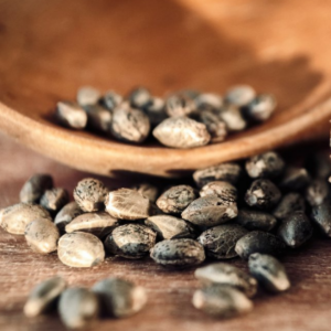 Thai Sihirli Mantar Sporları